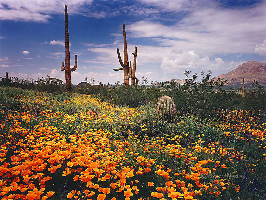 Picacho Peak