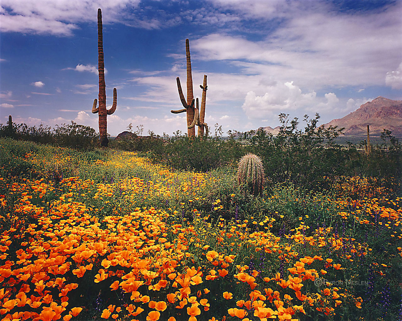 Picacho Peak
