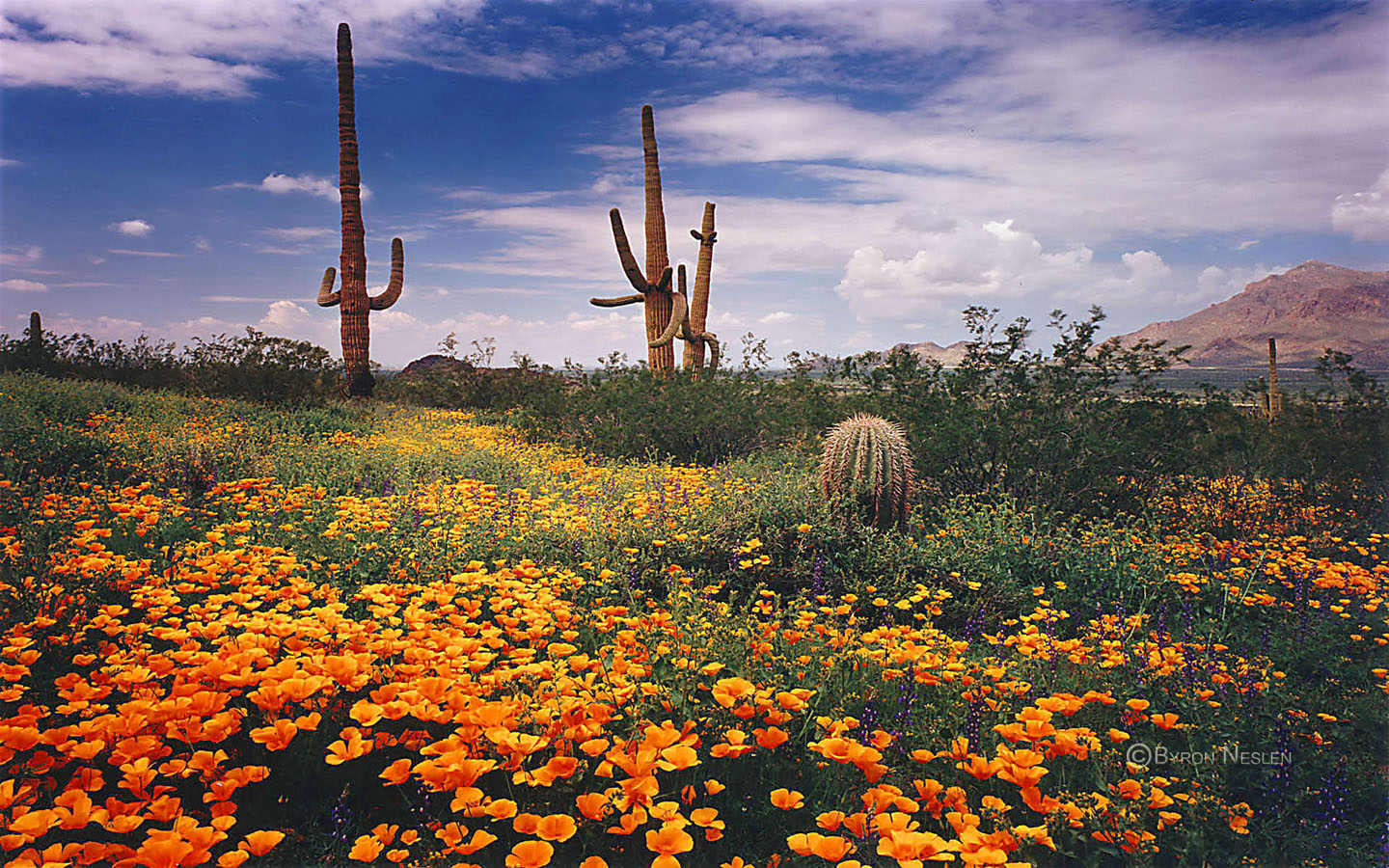 Picacho Peak
