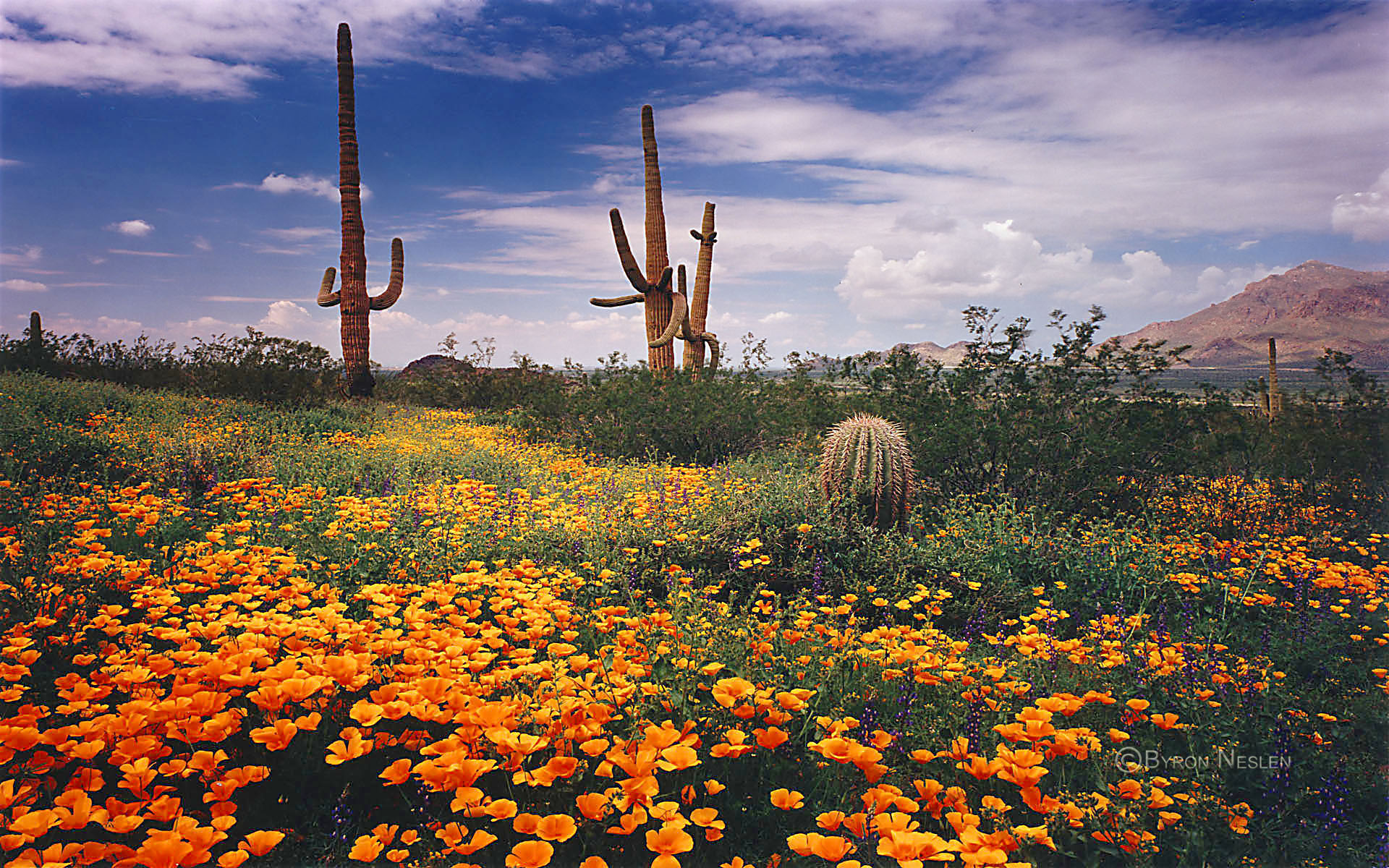 Picacho Peak