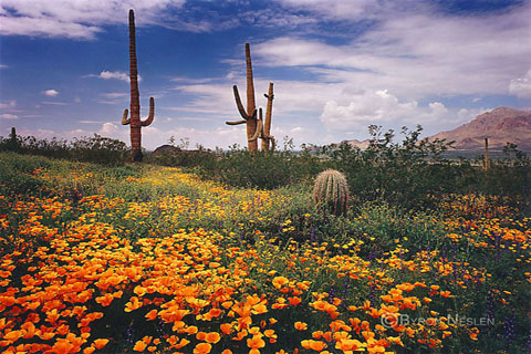 Picacho Peak