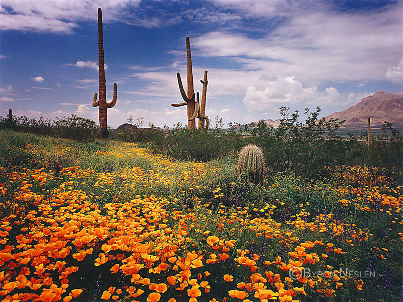 Picacho Peak
