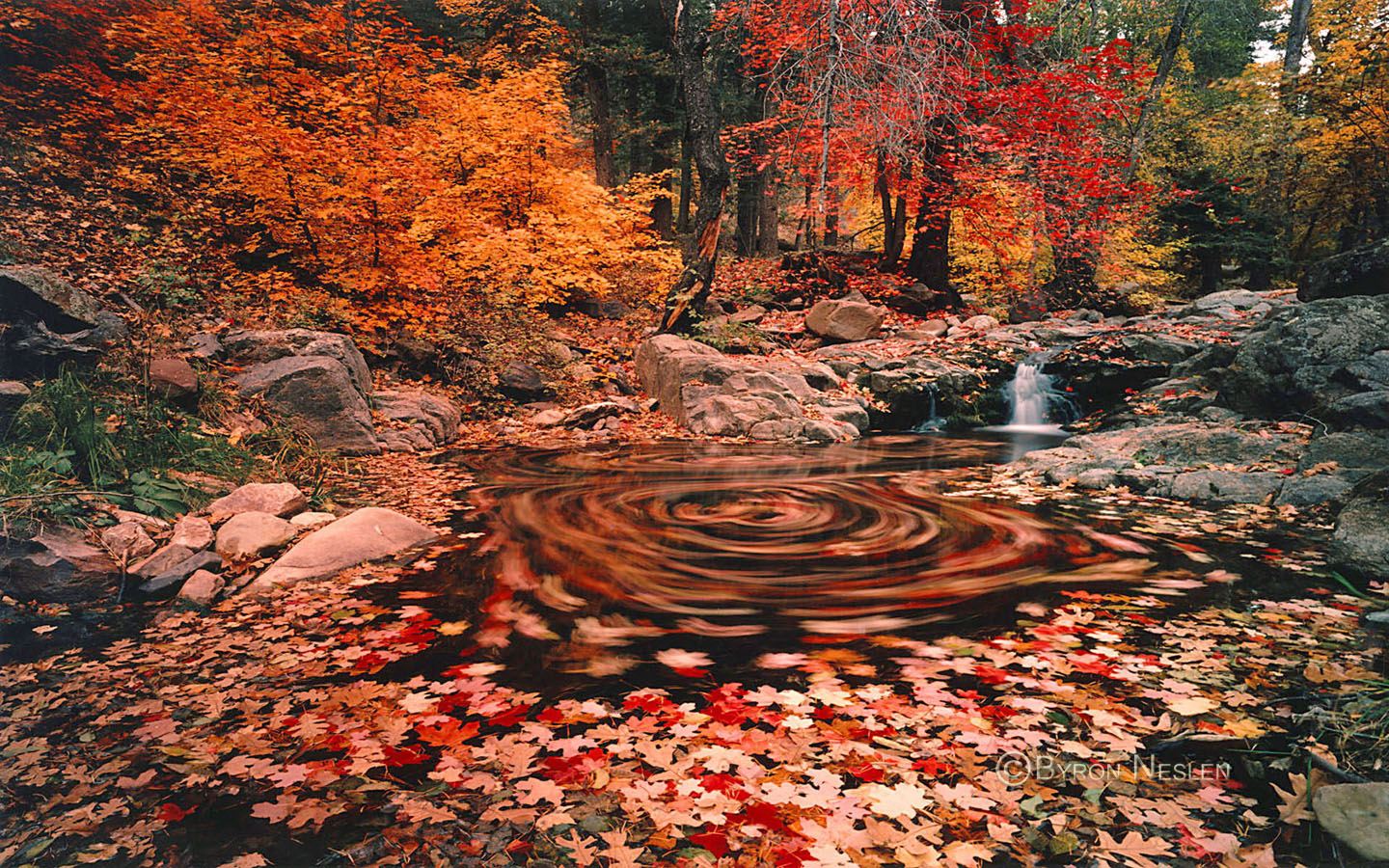 Red Maples Leaves 
Swirling in Pool